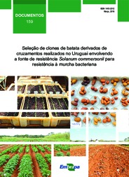 Thumbnail de Seleção de clones de batata derivados de cruzamentos realizados no Uruguai envolvendo a fonte de resistência Solanum commersonii para resistência à murcha bacteriana.