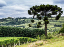 Thumbnail de Processo de delimitação da região produtora dos vinhos de altitude de Santa Catarina para indicação geográfica.