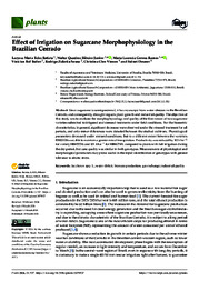 Thumbnail de Effect of Irrigation on Sugarcane Morphophysiology in the Brazilian Cerrado.