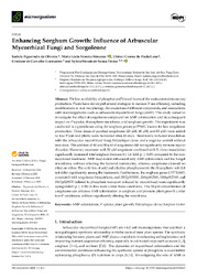 Thumbnail de Enhancing sorghum growth: influence of arbuscular mycorrhizal fungi and sorgoleone.