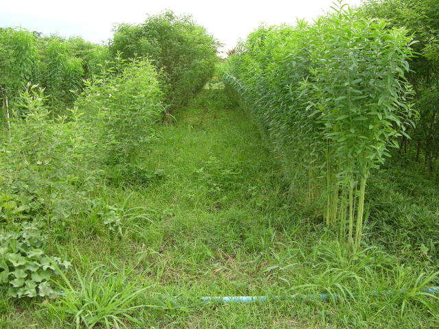 Image of Adubação verde na forma de consórcio de quiabeiro com crotalária em cultivo orgânico