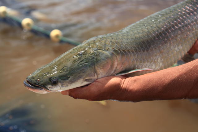 Image of Formulação de ração específica para a engorda do pirarucu (Arapaima gigas)