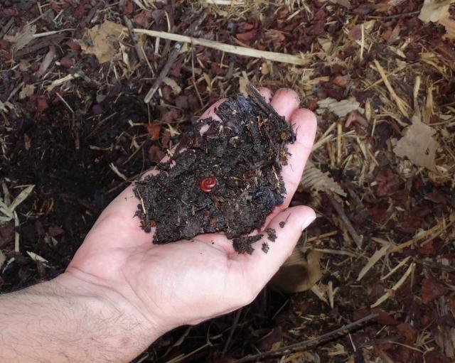 Imagem de Substrato para produção de mudas de maracujazeiro a partir de misturas de gongocomposto e resíduos vegetais