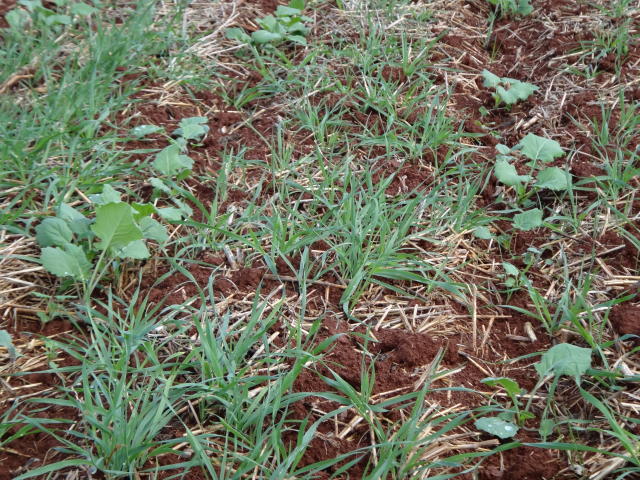 Image of Resistência de plantas daninhas a herbicidas no Brasil: Plataforma de dados