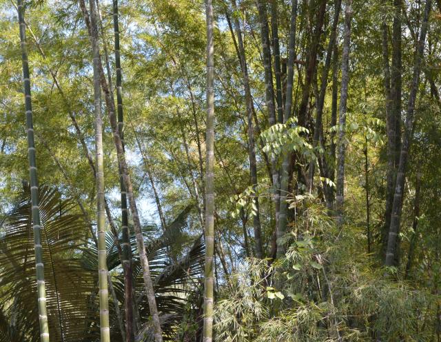 Image of Processo de germinação de sementes de bambu