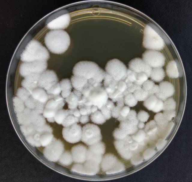 Image of Processos mais eficientes e de menor custo na produção em larga escala de agentes de biocontrole