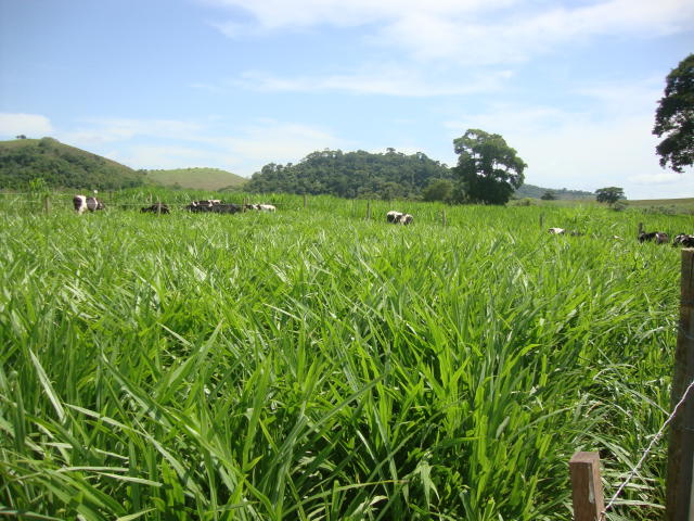 Image of Planta-tudo - Plantadeira de mudas de espécies forrageiras e arbóreas