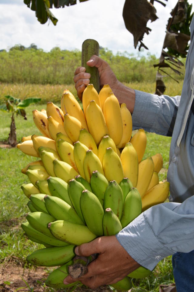 Image of Fitas probióticas de banana