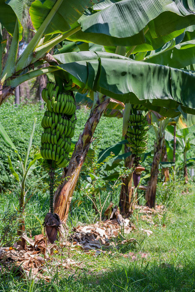 Image of Produto biológico para controle de podridão de coroa e antracnose na banana