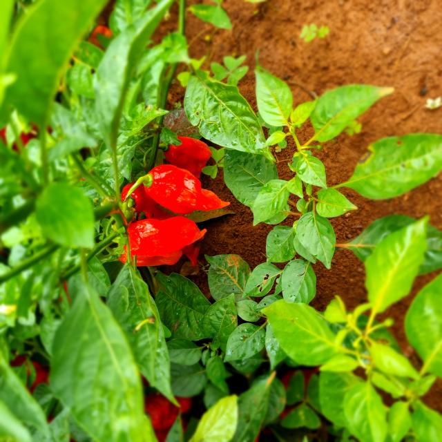 Image of Pimenta habanero BRS Biguatinga