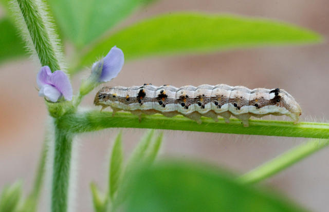 Image of Extratos vegetais e óleos essenciais com potencial para uso no controle de Anticarsia gemmatalis (lagarta da soja) e Helicoverpa armigera