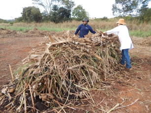 Image of Compostagem laminar: vivificação do solo visando a transição agroecológica