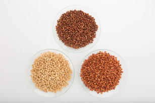 Imagem de Sorgo - BRS 310