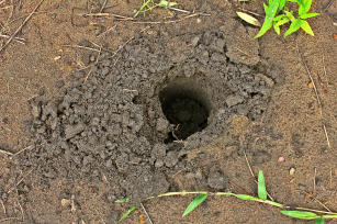 Imagem de Desvendando o potencial funcional das comunidades microbianas do solo da Floresta Amazônica por meio da metagenômica