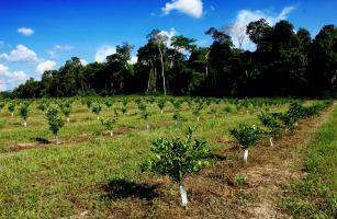 Imagem de Práticas intensivas de manejo fitotécnico para sistemas de produção de citros em áreas endêmicas de HLB.