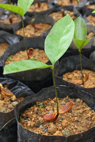 Imagem de Fortalecimento da cadeia produtiva de sementes e mudas na Amazônia