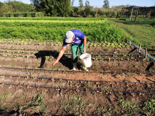 Imagem de Bioinsumos para o manejo da fertilidade do solo em sistemas de transição agroecológica e orgânicos do Estado do Rio de Janeiro