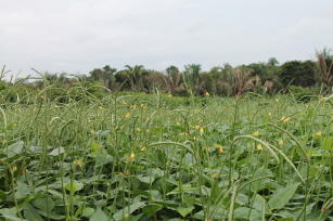 Imagem de Desenvolvimento de cultivares para o agronegócio do feijão-caupi no Brasil (Fase III)