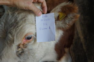 Imagem de Ferramentas genéticas para aumentar a resistência a carrapatos, aos agentes da tristeza parasitária, a ceratoconjuntive e ao carcinoma ocular em bovinos de corte