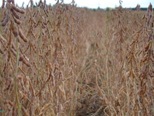 Imagem de Cultura da soja como estratégia para recuperação socioeconômica e ambiental da agricultura do Norte e Noroeste fluminense