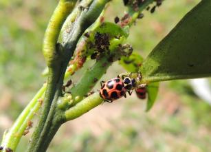 Imagem de Aplicativo Guia InNat - Guia para o reconhecimento de inimigos naturais de pragas agrícolas