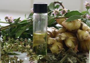 Imagem de Essential oil-based bioproduct for soybean seed sanitary treatment in organic or ecologically based systems.