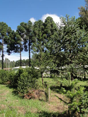 Image of Técnicas de propagação por enxertia em araucária destinada à produção precoce de pinhão