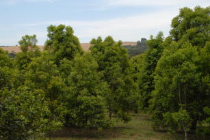 Imagem de Desenvolvimento de material genético melhorado e tecnologias de produção de erva-mate - Fase II