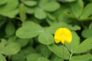 Image of Forage peanut cv. BRS Mandobi