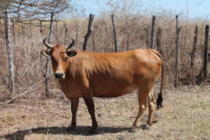 Imagem de Desenvolvimento de processo de produção de carne de raças taurinas locais brasileiras