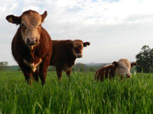 Image of Winter cereals in forage planning for ruminants