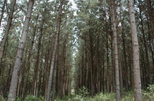 Image of SIS Pinus - Simulador de crescimento e produção de Pinus