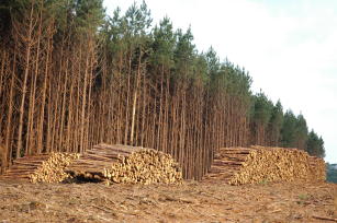 Image of Use of trap trees to monitor wood wasp attacks in pine plantations