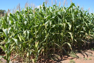 Image of Corn BRS 4103