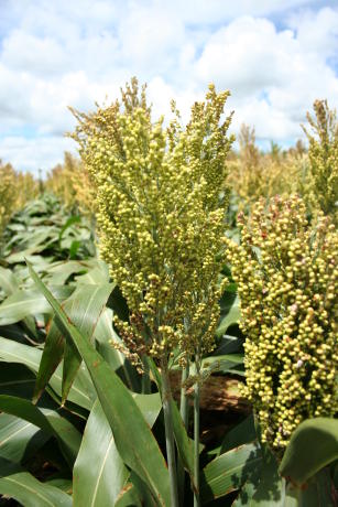 Image of Sorgo granífero híbrido BRS 3318