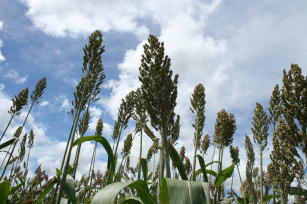 Image of Sorgo forrageiro BRS Ponta Negra