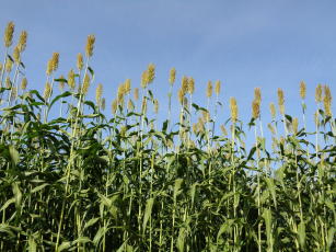 Imagem de Sorgo biomassa BRS 716