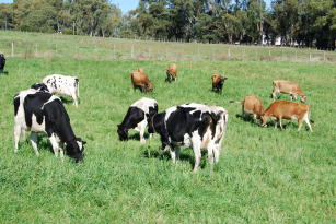 Image of Planilha de Sistematização da Produção Leiteira – PSP Leite