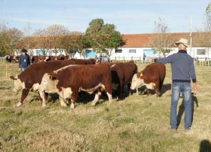 Image of Prova de Avaliação a Campo em Bovinos de Corte