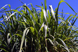 Image of Panicum maximum cv. Mombaça