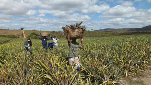 Imagem de Technological innovation for the pineapple productive chain in the semiarid region of Itaberaba