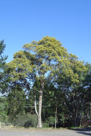 Image of SIS Bracatinga - Sistema para manejo de bracatingais