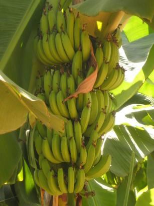 Imagem de Genebanks of Exotic Fruits