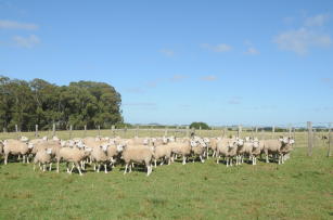 Imagem de Apoio à organização da cadeia produtiva da carne ovina na região Sul do Brasil