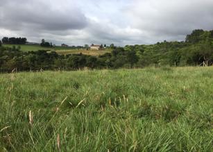 Imagem de Estratégias de manejo da pastagem natural do tipo fisionômico palha grossa na região dos Campos de Altitude