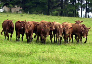 Imagem de Reestruturação da Associação dos Produtores de Carne do Pampa Gaúcho da Campanha Meridional – APROPAMPA