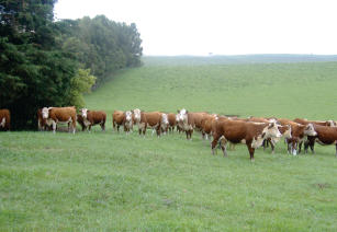 Imagem de Boas Práticas Agropecuárias Aplicadas em Campo Nativo com Pecuária