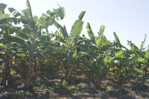 Imagem de Development of an agricultural process to adapt management practices that mitigate the effects of the presence of Fusarium wilt in banana production areas