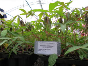 Image of Cassava BRS Formosa