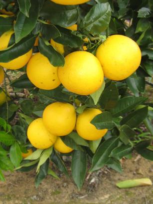 Image of Laranja Pineapple